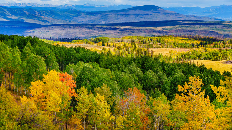 Image of a forest, plains, and mountains in the background with aerial views.
