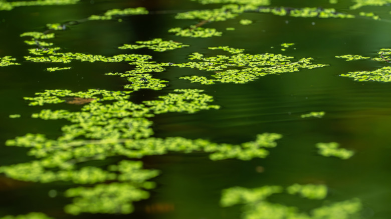 cyanobacteria on top of a watery surface, close-up