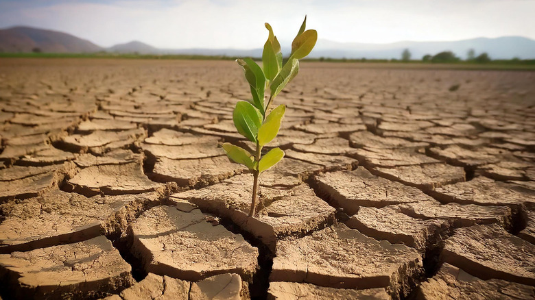 new plant growth sticking out of cracked, dry desert-like muddy area