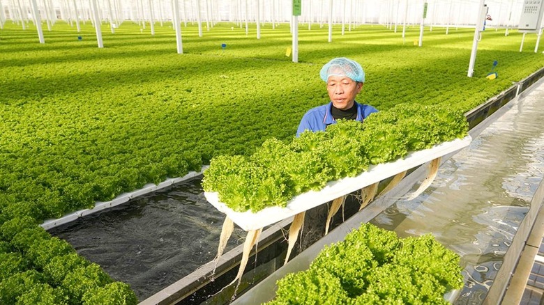 A worker holding a large tray of leafy greens in a large autonomous farm field