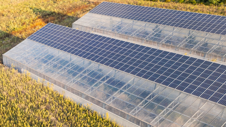 Two greenhouses in a golden field equipped with solar panels on their rooftops.