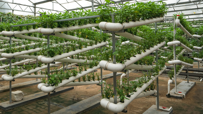 A greenhouse featuring vertical farming systems growing several small green plants.
