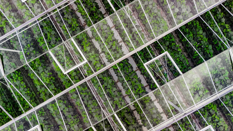 A top-down view of a greenhouse filled with several small green plants.