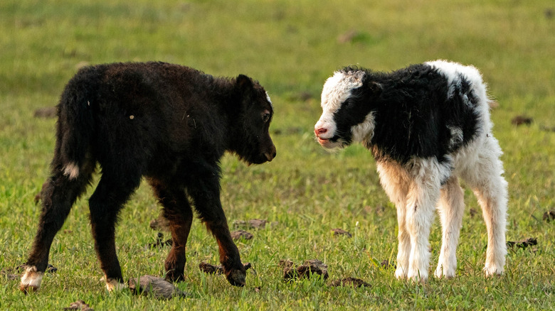 Newborn yaks playing in a grassy field