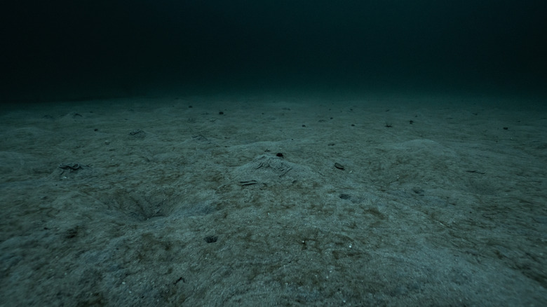 The sandy bottom of the Atlantic Ocean