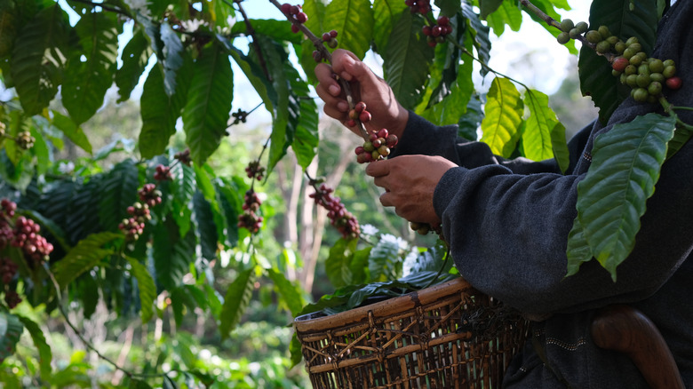 coffee farmer harvesting beans