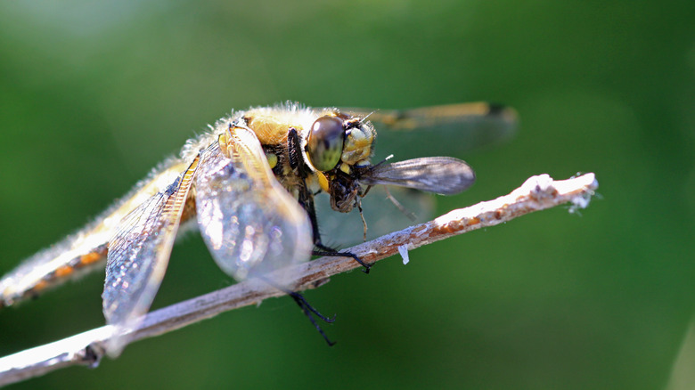 a dragonfly eating a mosquito