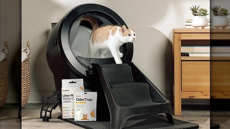 Black litter box with two additional packs, and cat inside