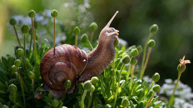 Close-up photo of a snail