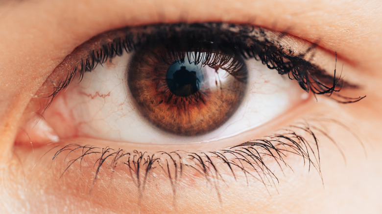 Macro image of a brown human eye