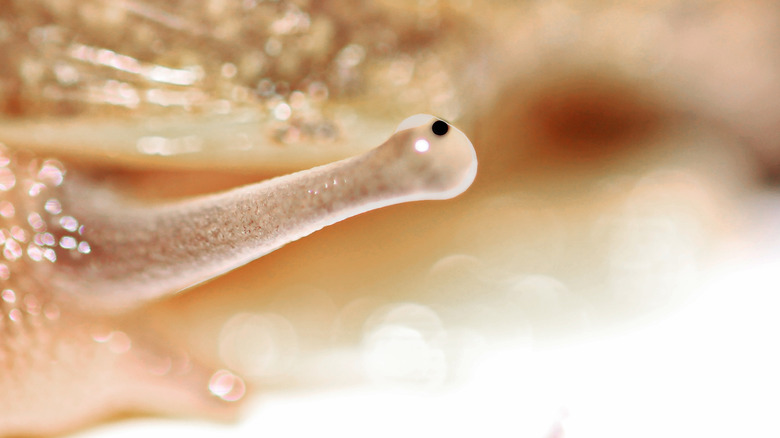Macro image of snail eye