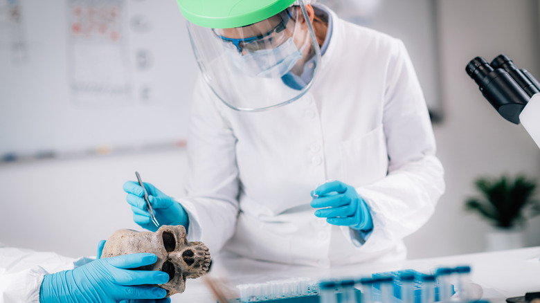 Scientist analyzing ancient human skull
