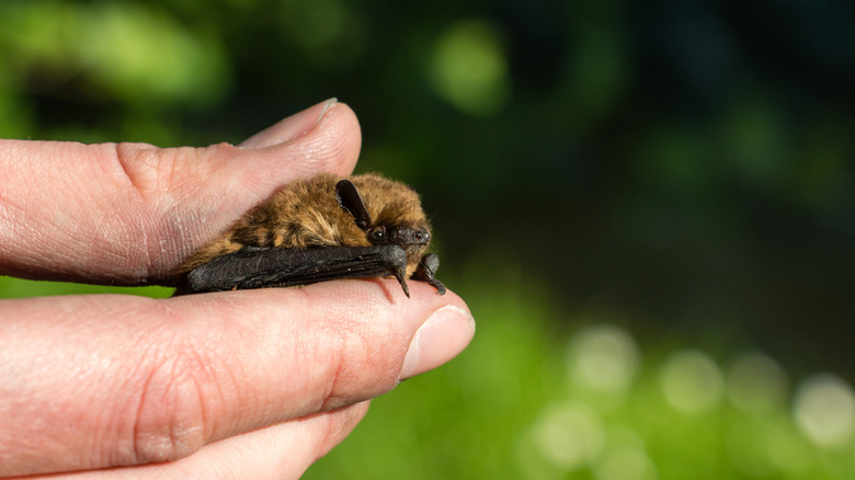 A soprano pipistrelle bat held between two human fingers with a blurred background of green grass and trees.