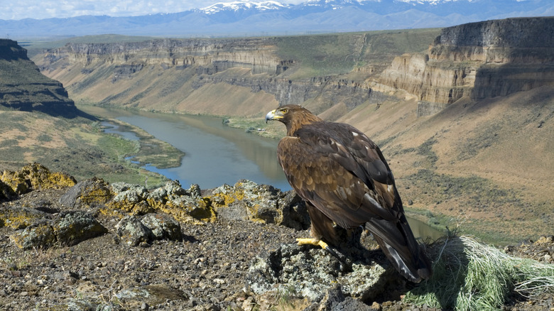 A golden eagle perched on the rim of the Snake River Gorge in southern Idaho
