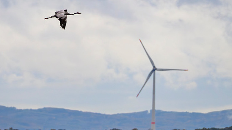 A crane flying through the sky with a wind turbine in the background.