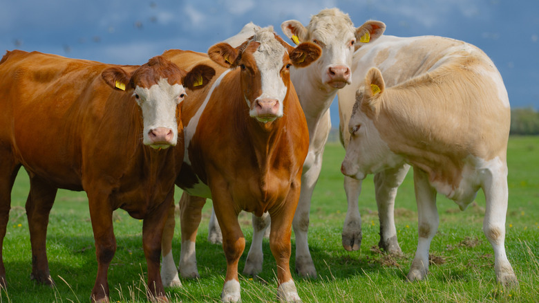 Cows grazing on a grassy meadow