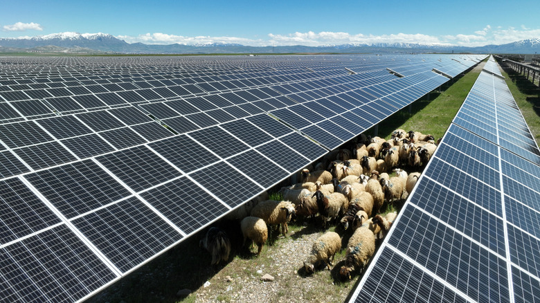 Sheep grazing beneath solar panels