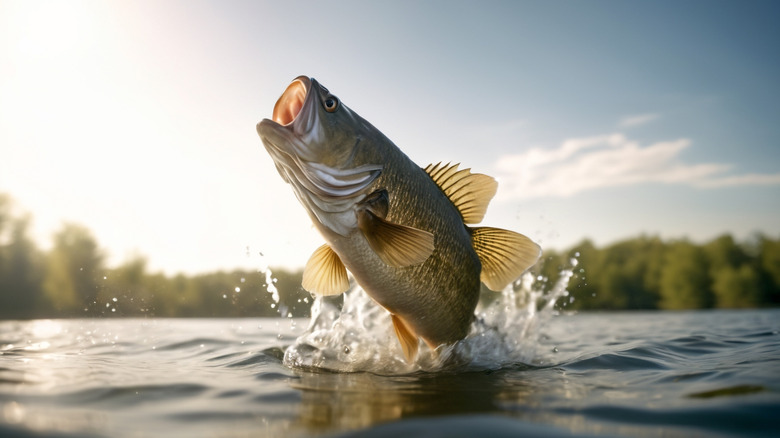 Lake fish jumping out of the water