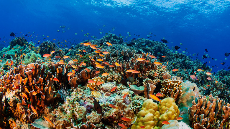 A thriving and colorful coral reef