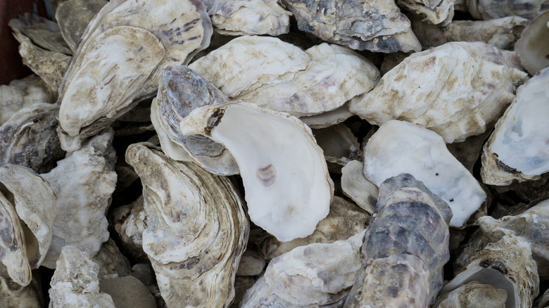 A pile of empty oyster shells