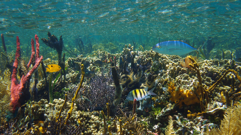 A thriving underwater reef