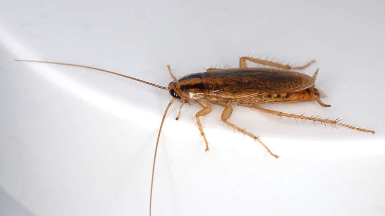 a brown cockroach on a white backdrop