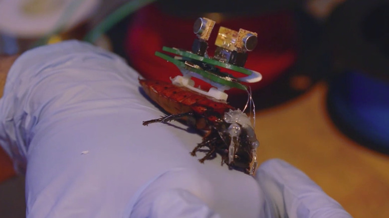 a cyborg cockroach sitting on a person's hand
