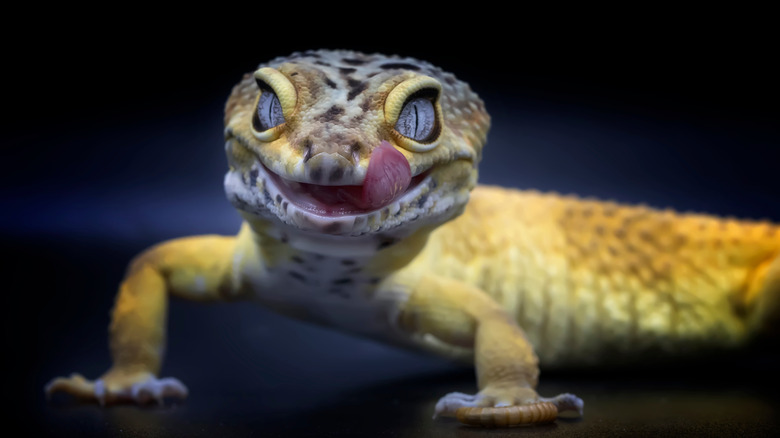 Lemon frost leopard gecko licking lips in front of black background