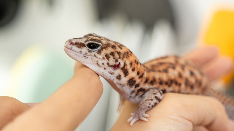 Leopard gecko playing on human owner's fingers