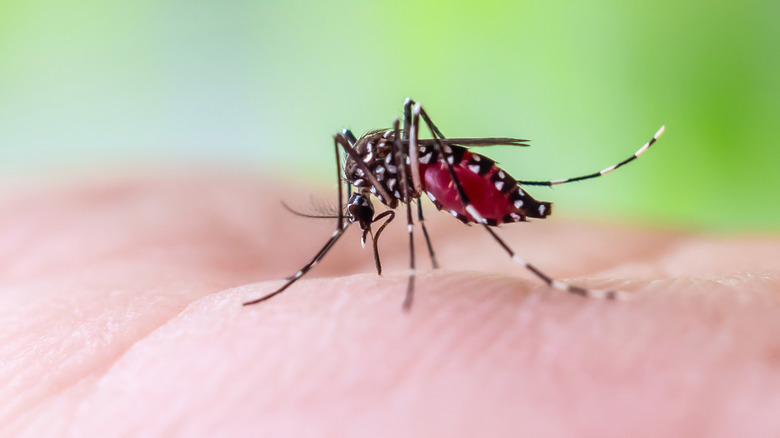 A mosquito on a human hand