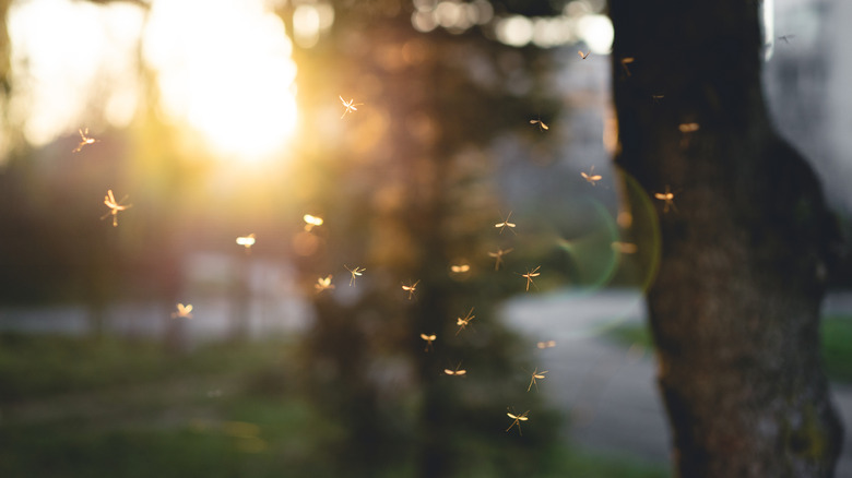 A swarm of mosquitoes
