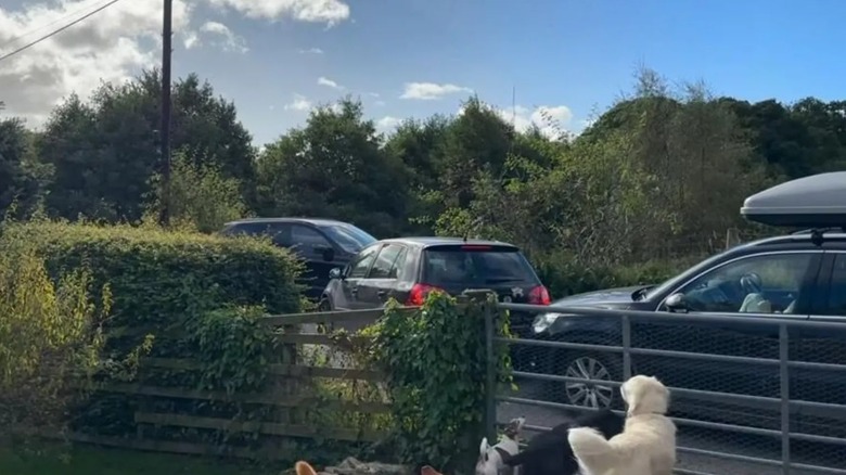 A photo of several cars causing congestion outside of a Scotland resident's home, a number of dogs stand at the steel portion of the home's fence, which also has a number of shrubs next to it