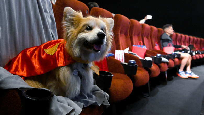 A corgi at the Superman premiere supporting Krypto the dog.