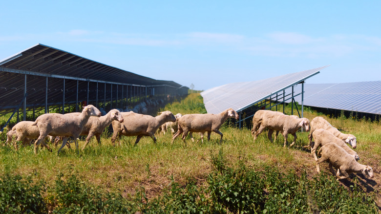 Sheep grazing on dry grass near solar panels to help maintain a solar farm.