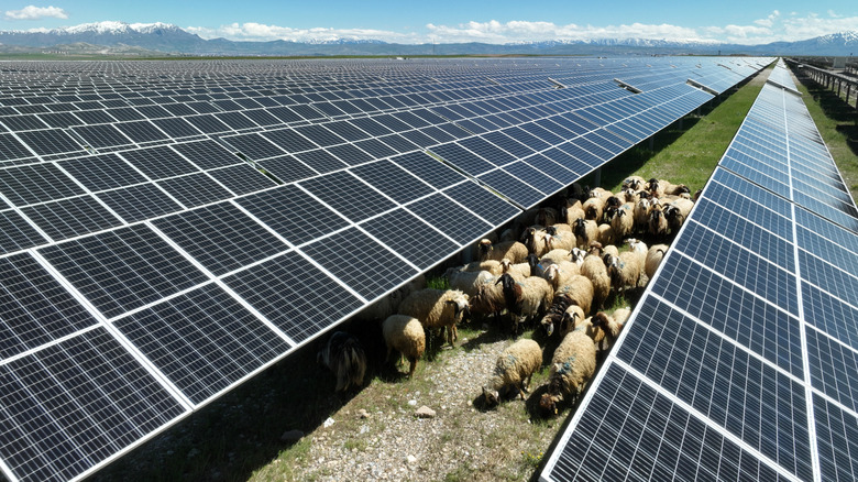 Sheep visible underneath the rows of a massive solar panel farm.