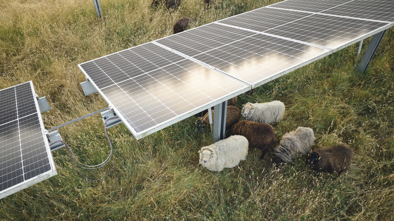 Agrivoltaics practice with sheep grazing and enjoying the shade of solar panels.