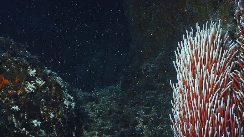 sea life at the bottom of the ocean trenches