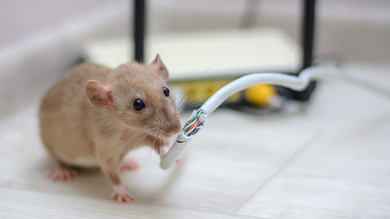 mouse chewing through electronics cord
