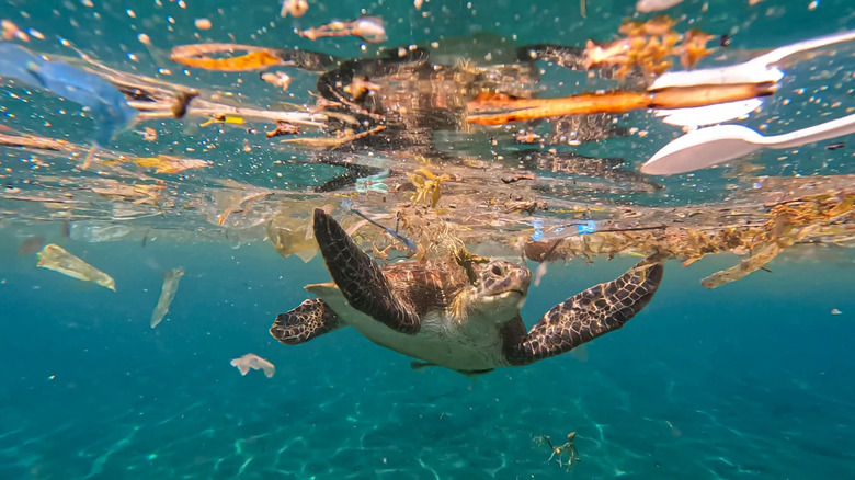 a sea turtle swimming through plastic pollution