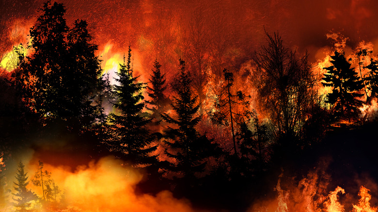 Wildfire in France burning trees