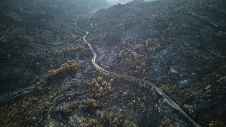 Burned countryside from the fire in France