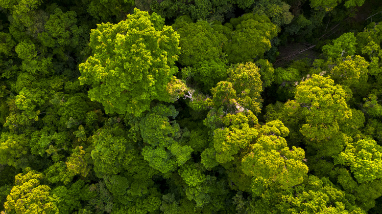 Forest from above