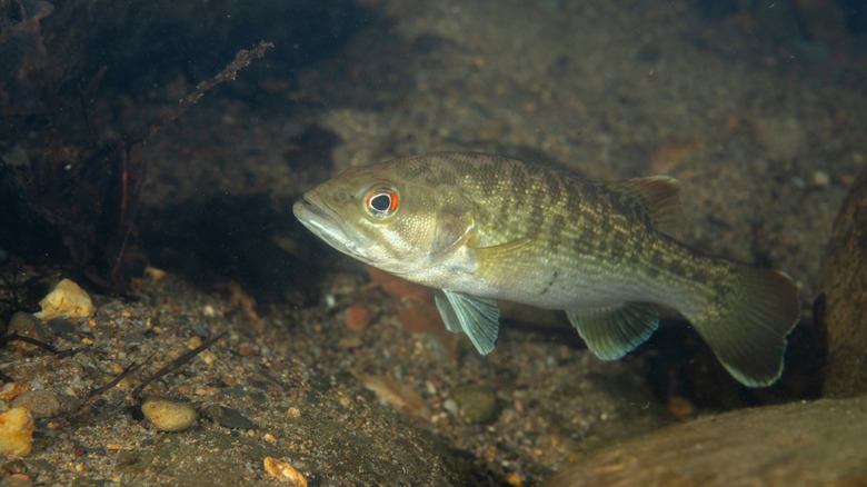 Batram's bass swimming underwater