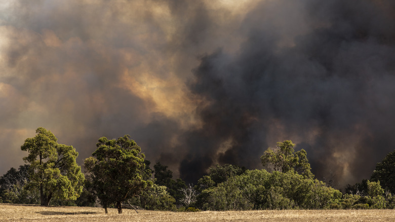 A Western Australia wildfire creates a dark wall of smoke in an orage sky behind a small stand of trees.