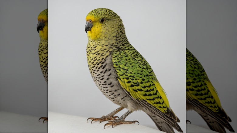 The Australian night parrot, lime green with black speckles and a white belly, stands in a white room.
