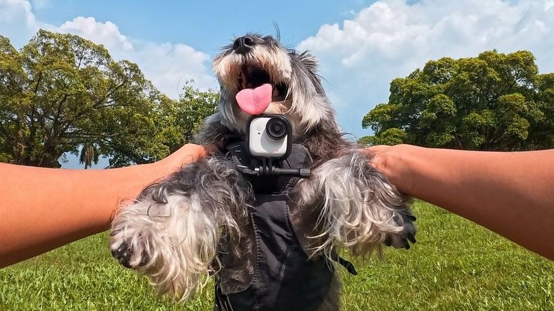 A dog holding the new Insta360 Go Ultra pocket camera