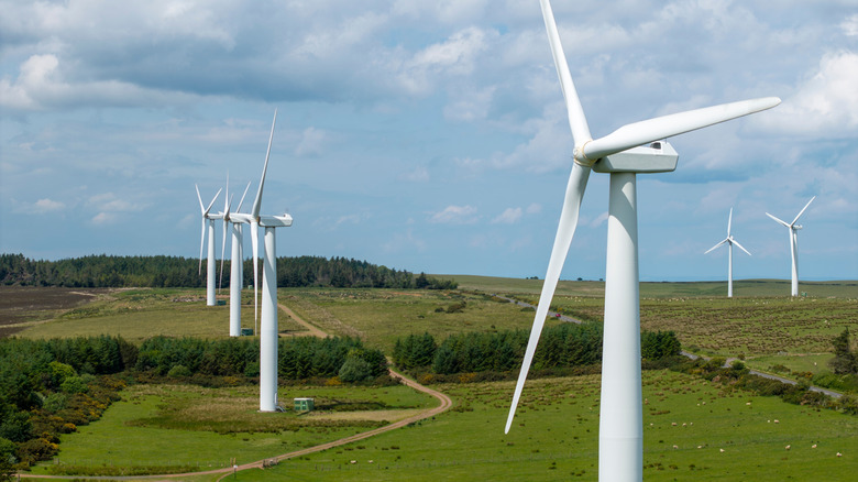 A wind farm.
