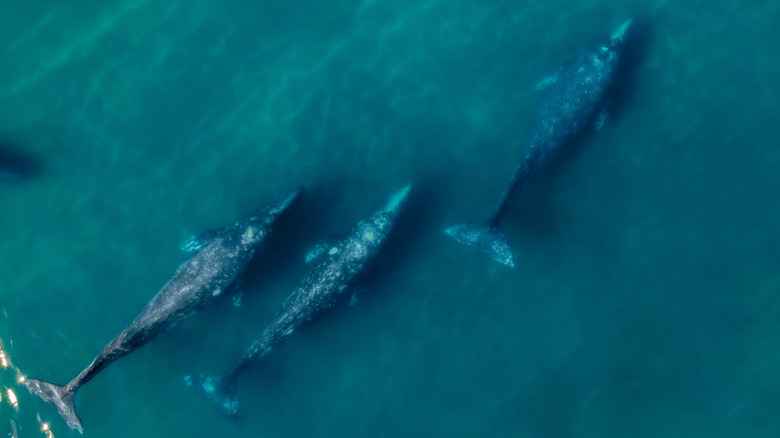 Migrating grey whales