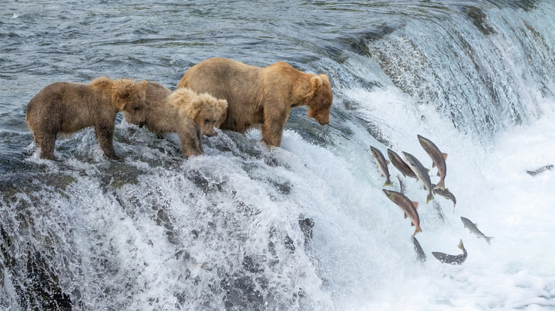 Brown bear fishing for migrating salmon