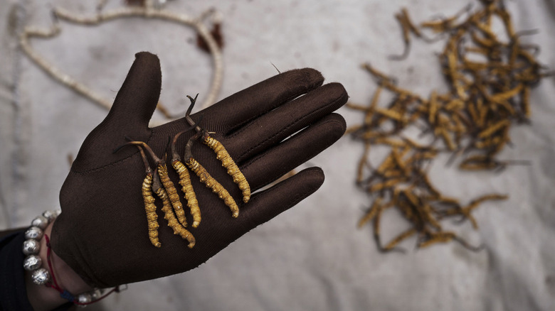 A Tibetan woman holding up samples of cordyceps fungus.